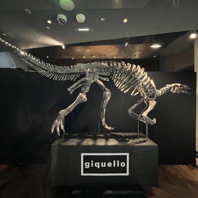 Coton présentation vente dinosaure