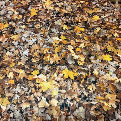 Moquette-imprimée-feuilles